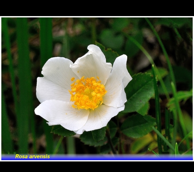 rosa arvensis