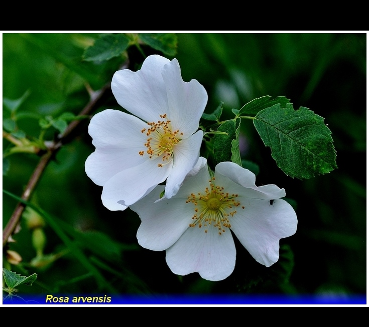 rosa arvensis ..
