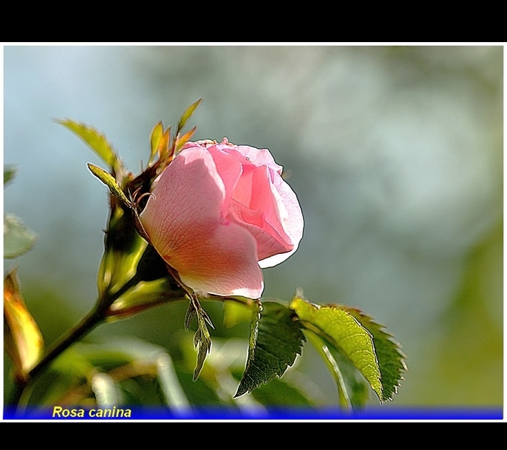 rosa canina