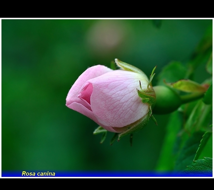 rosa canina .