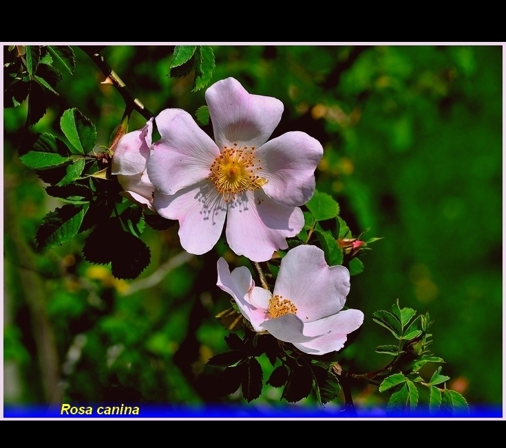 rosa canina -.-