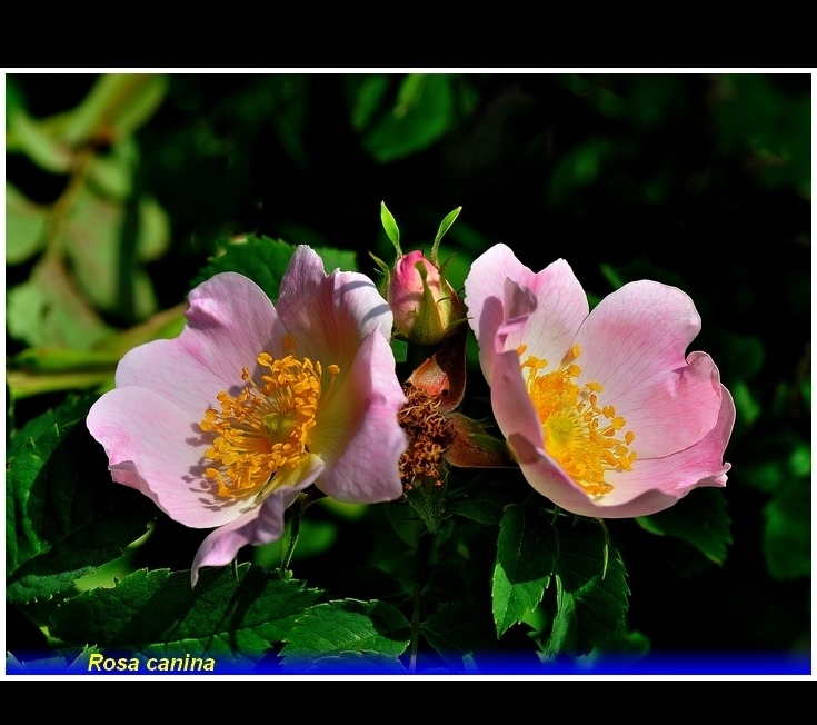 rosa canina 1