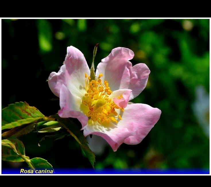 rosa canina   ,