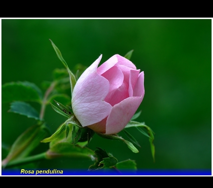 rosa pendulina