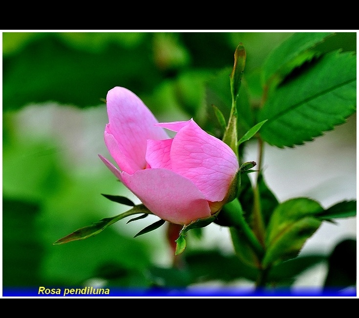 rosa pendulina -..
