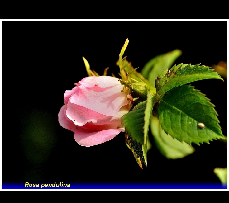 rosa pendulina . .