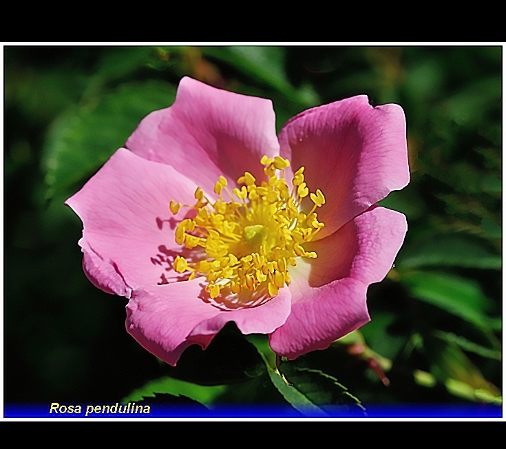 rosa pendulina . .-