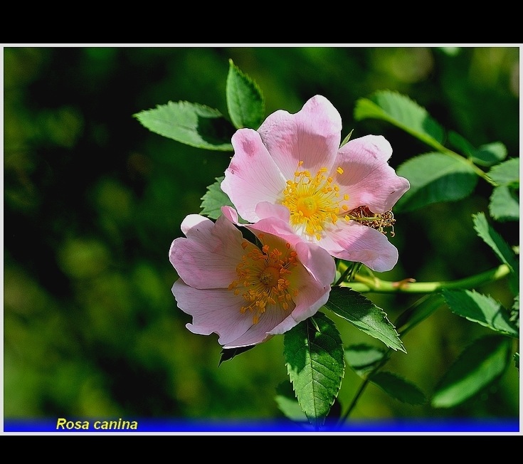 rosa pendulina -. -