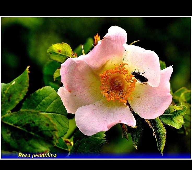 rosa pendulina .  .