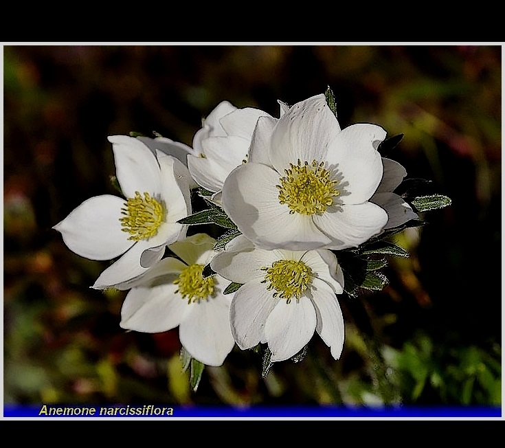anemone narcissiflora