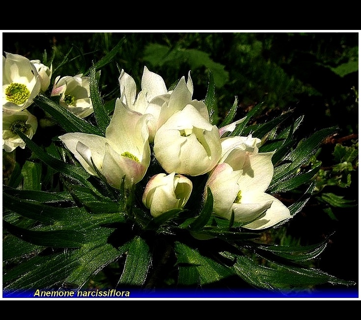 anemone narcissiflora 