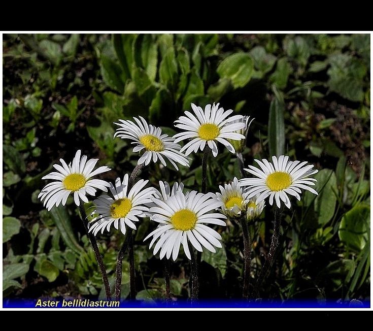 aster bellidiastrum