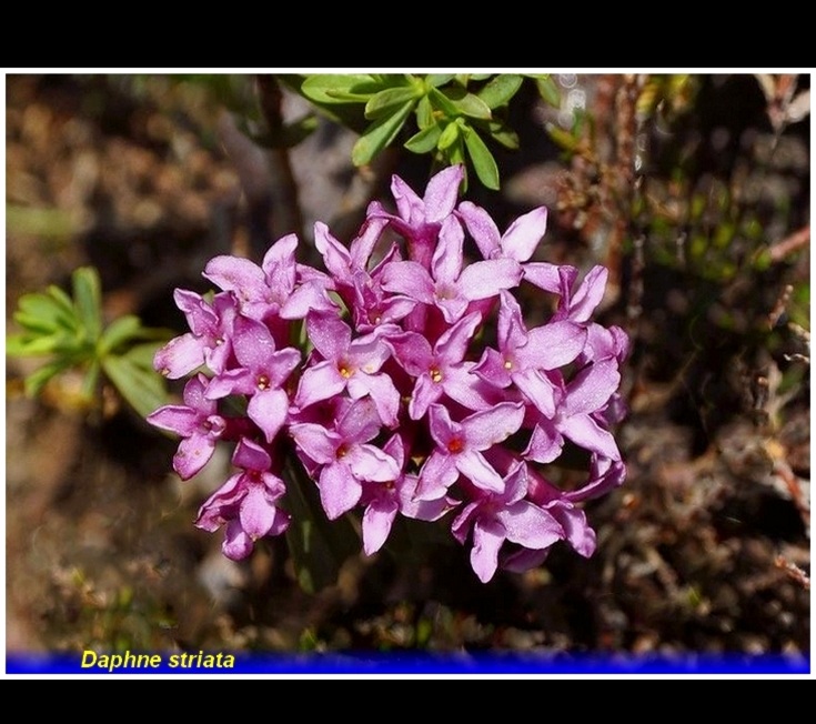daphne striata