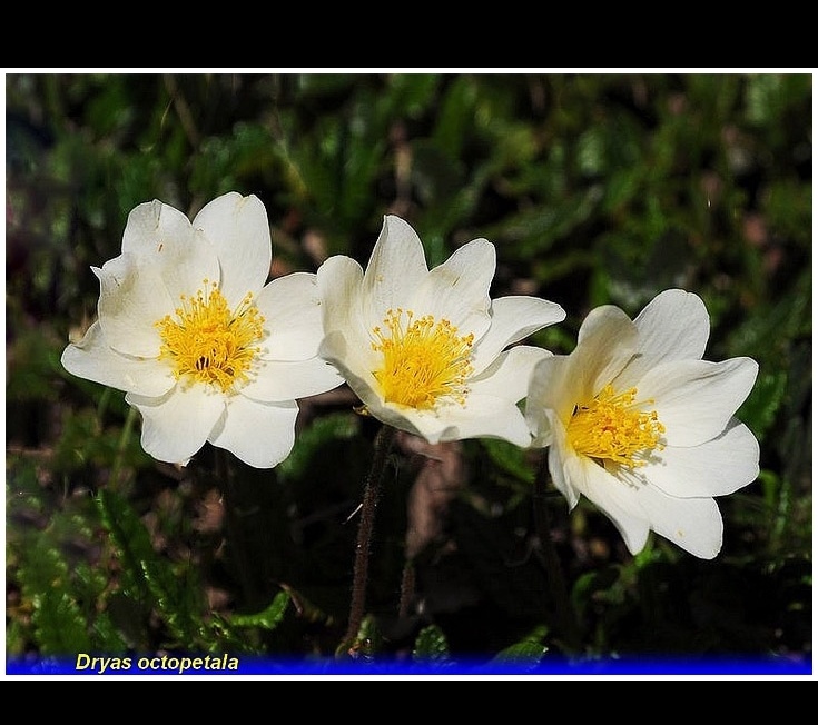 Dryas octopetala
