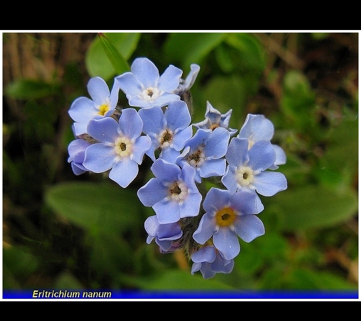 eritrichium nanum