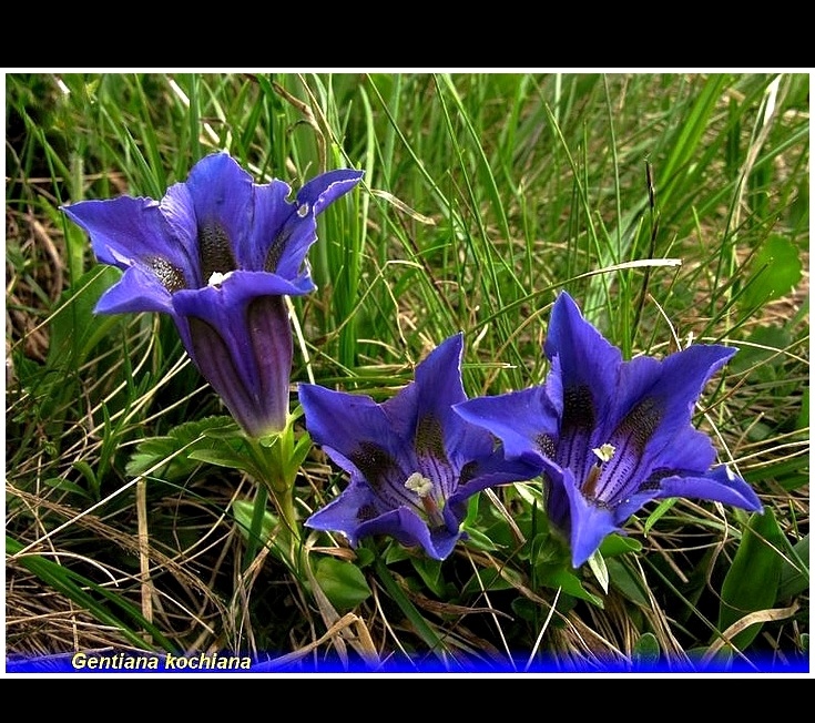 gentiana kochiana