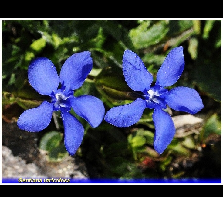 gentiana utricolosa