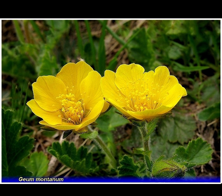 geum montanum