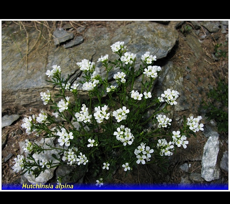 hutchinsia alpina