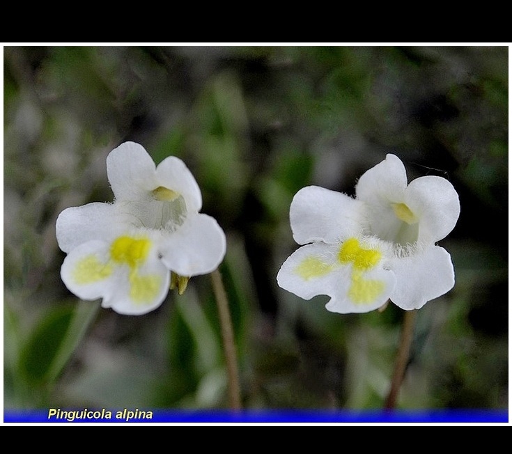 pinguicola alpina