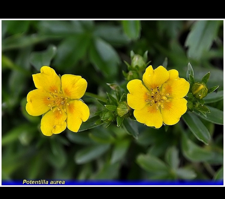 potentilla aurea