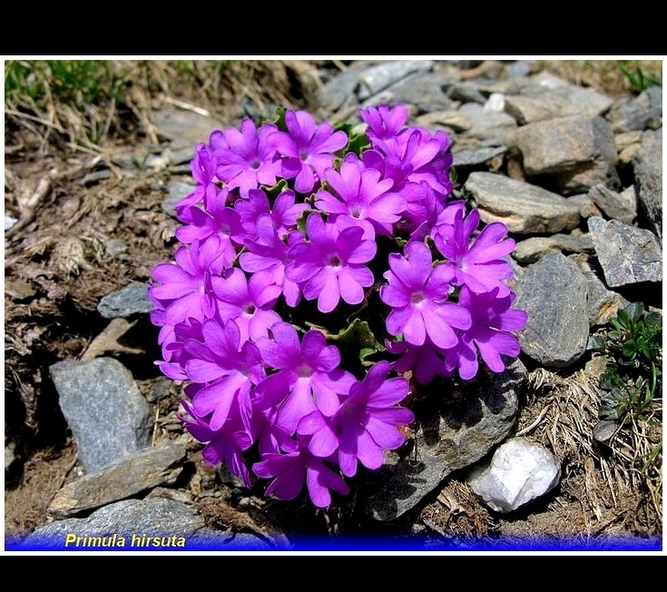 primula hirsuta