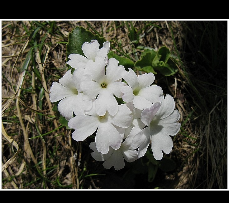 primula hirsuta alba