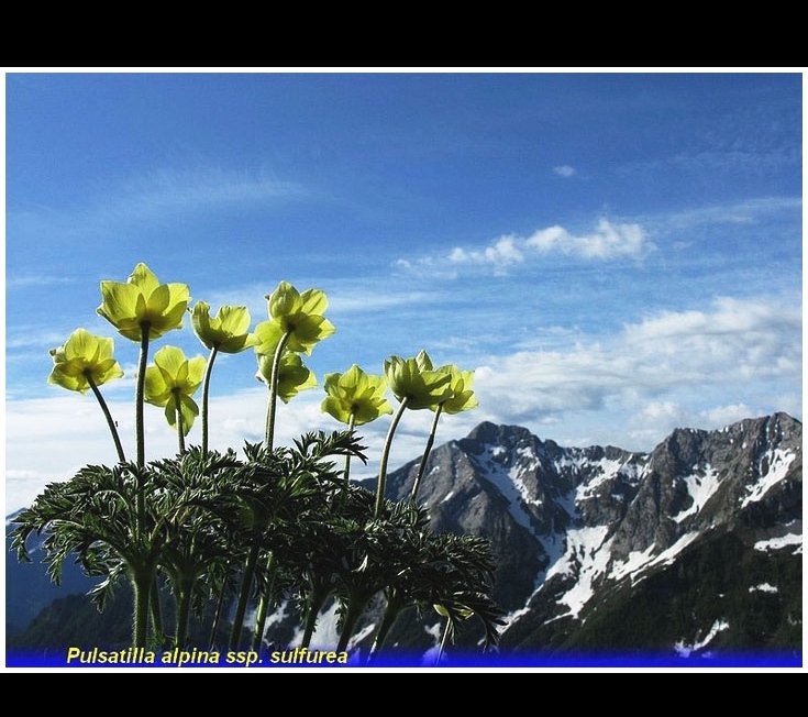 pulsatilla alpina
