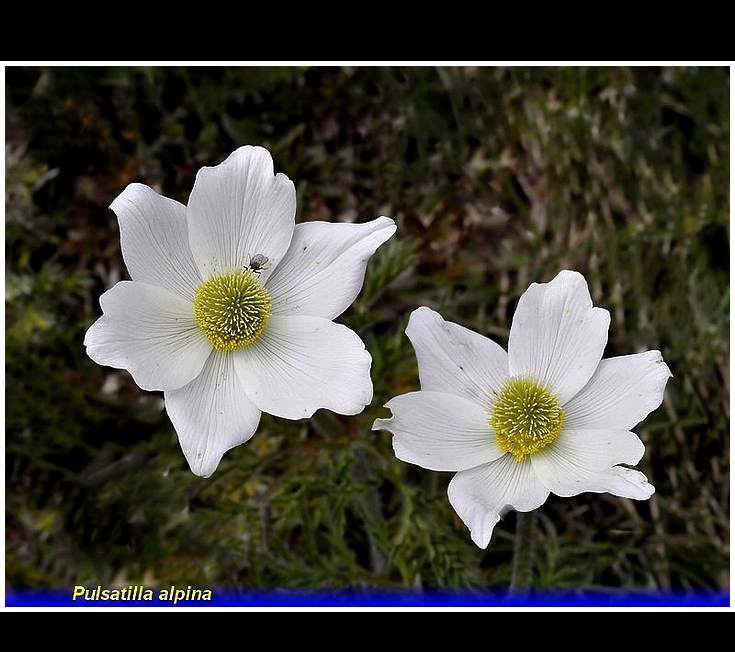 pulsatilla alpina .