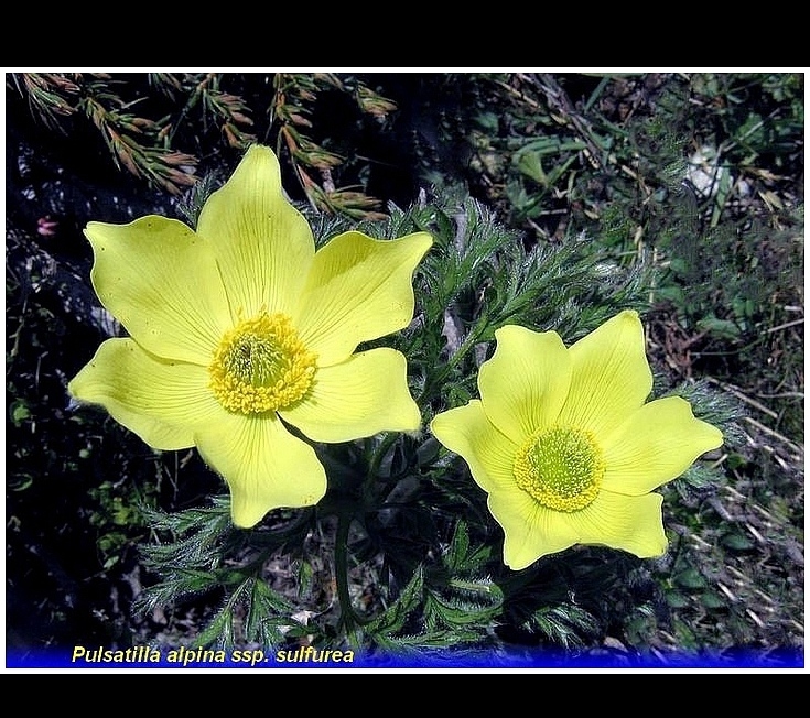 pulsatilla alpina ssp. sulfurea