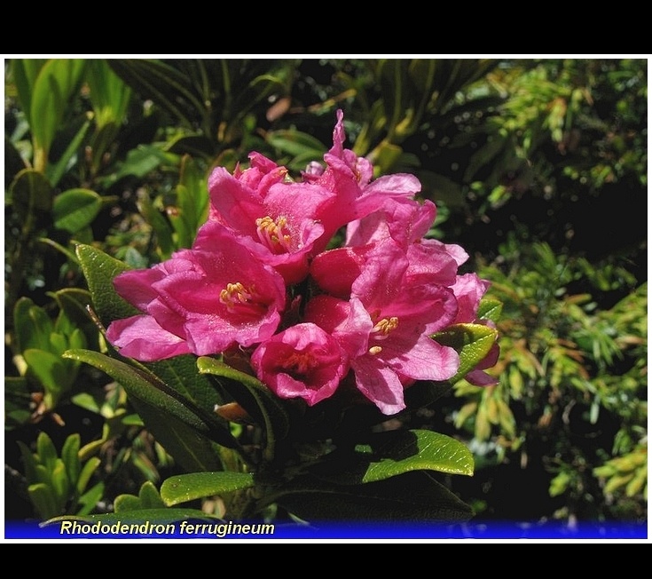 rhododendron ferrugineum