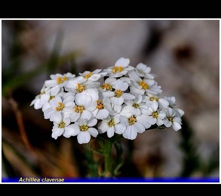 achillea clavenae