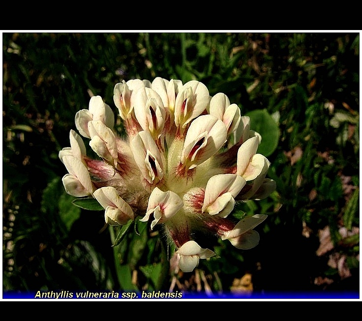 anthyllis vulneraria baldensis