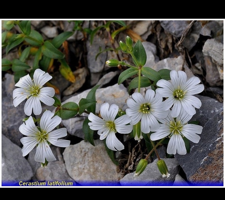cerastium latifolium