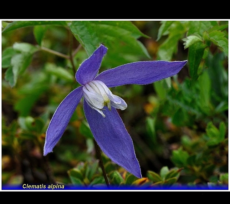 clematis alpina