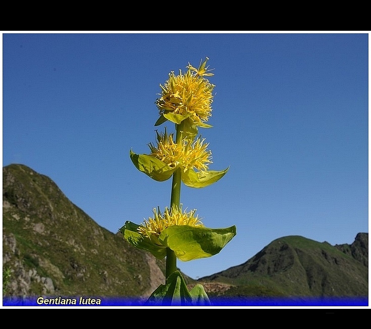 gentiana lutea