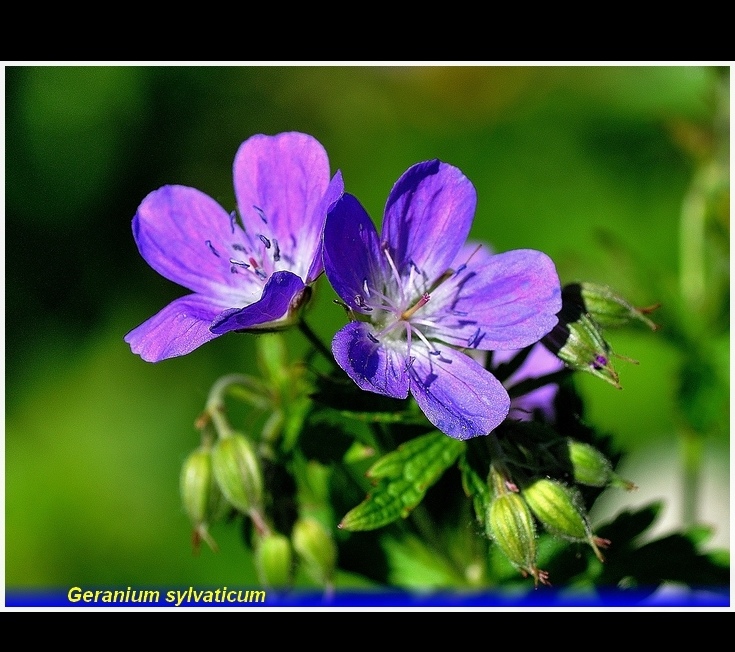 geranium sylvaticum