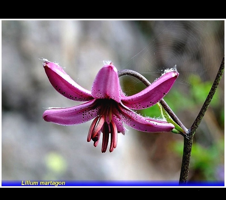 lilium  martagon