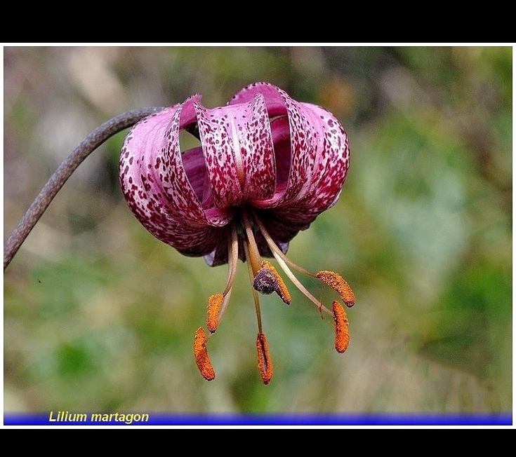 lilium martagon