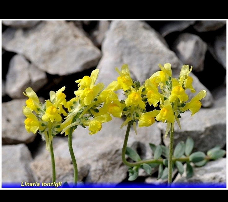 linaria tonzigii