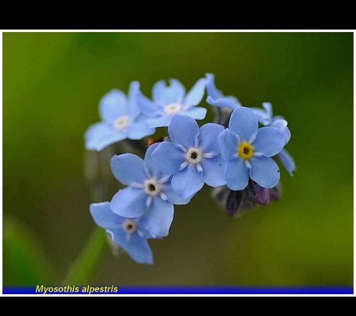 myosotis alpestris