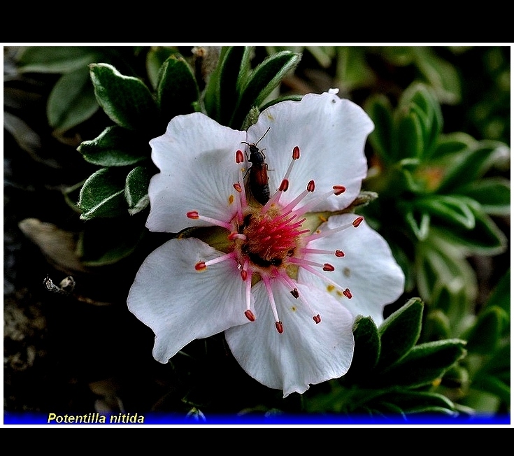 potentilla nitida