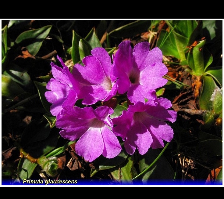 primula glaucescens