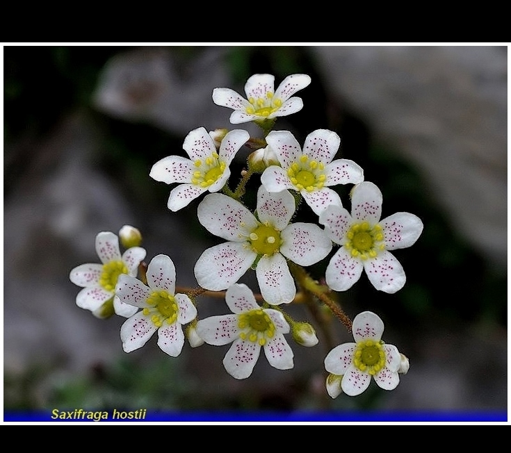 saxifraga hostii