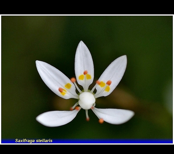 saxifraga stellaris