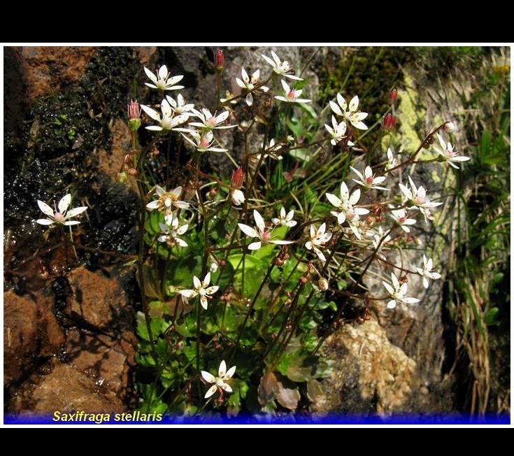 saxifraga stellaris 