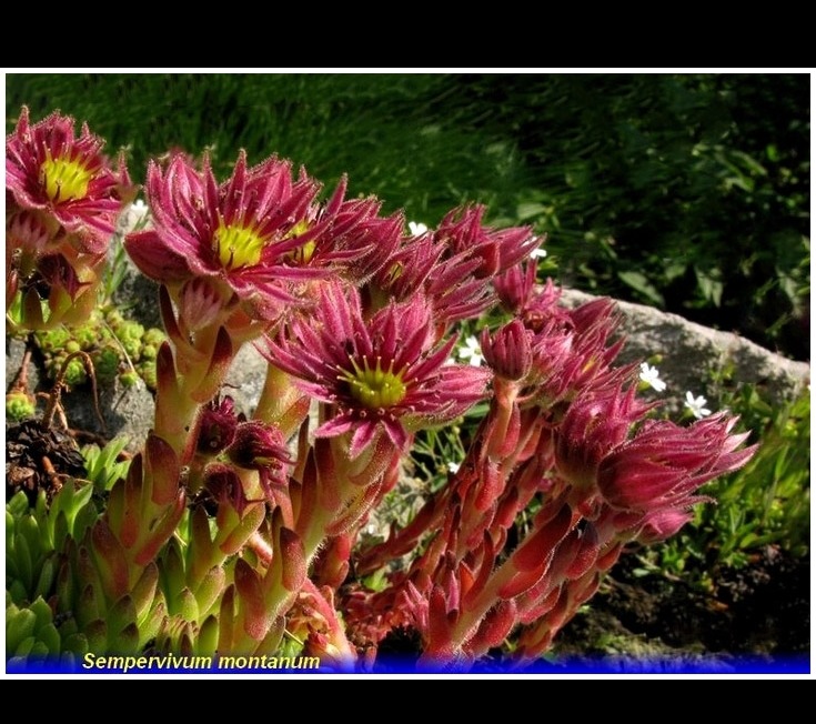 sempervivum montanum