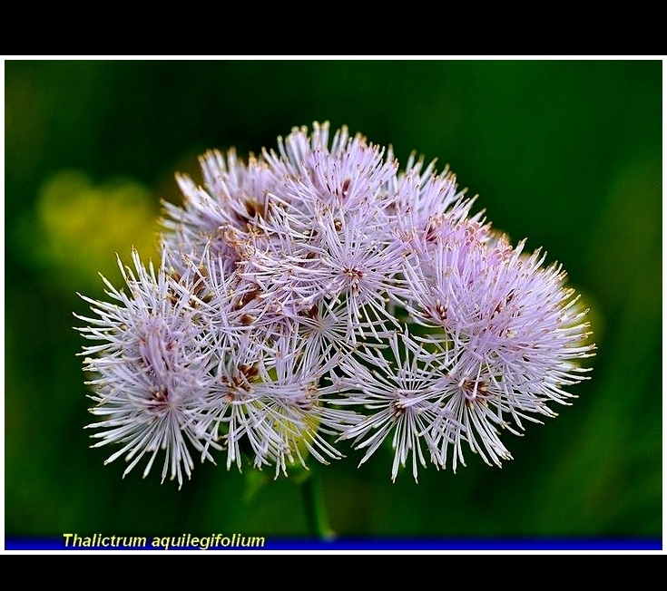 thalictrum aquilegifolium