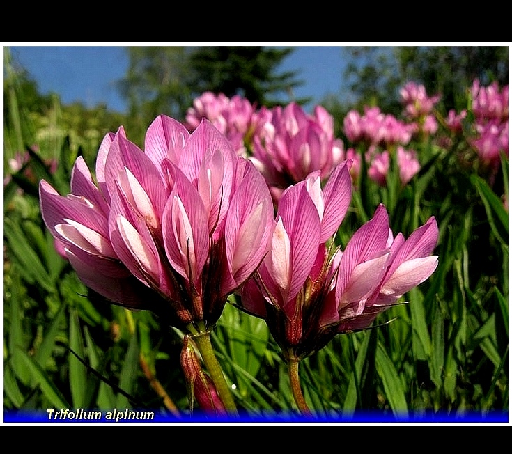 trifolium alpinum