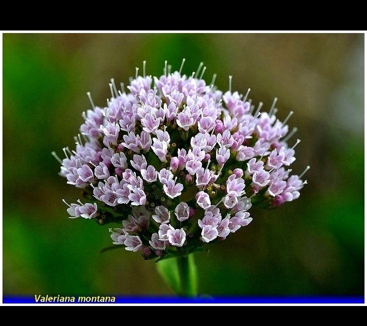 valeriana montana